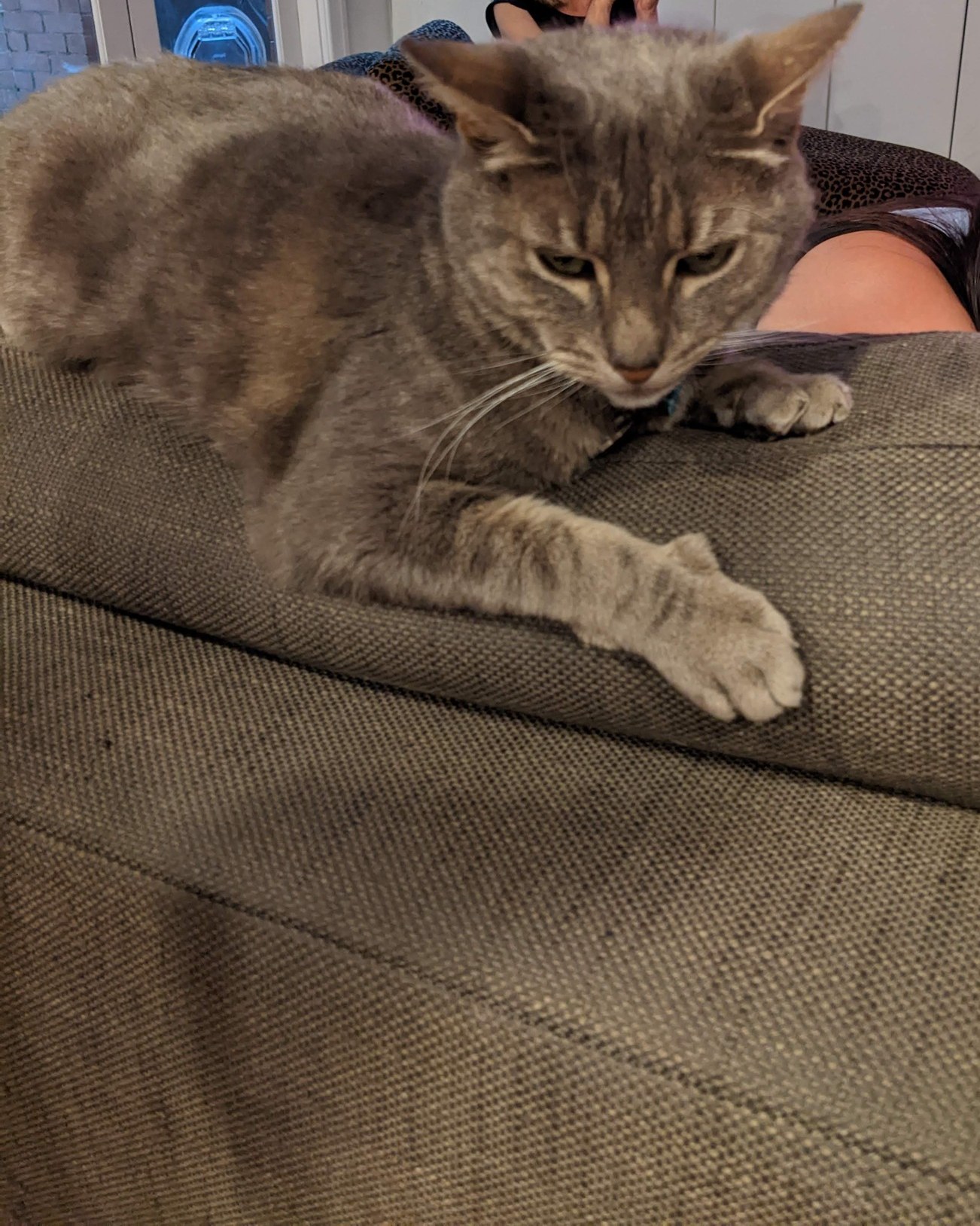 Phone photo of a cat named Boots on the back of a sofa